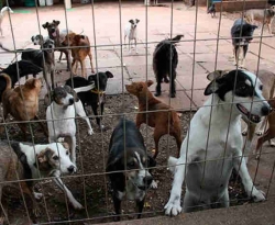 Câmara de Cajazeiras assegura R$ 100 mil para construção de abrigo para cães e gatos