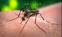 Paraíba identifica dois sorotipos de dengue em circulação no Estado