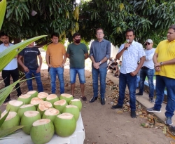 Prefeitura inicia processo de entrega de 7 mil mudas de coco nos Núcleos Habitacionais e São Gonçalo