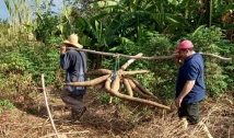 Agricultor colhe macaxeira gigante com 30 kg em Boa Ventura, no Sertão da PB