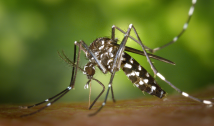 Em três semanas, casos de dengue crescem 40% em todo o país