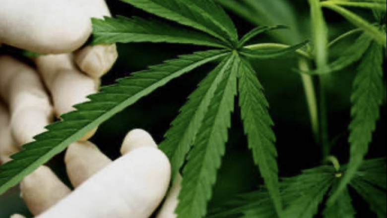 Anvisa proíbe importação de cannabis in natura e partes da planta 