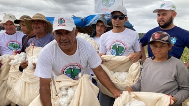 Atingidos por barragem iniciam colheita de algodão branco agroecológico na Paraíba