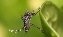 Brasil pode registrar até 4,2 milhões de casos de dengue em 2024