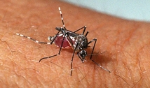 João Pessoa e mais 13 cidades vão receber vacina contra dengue