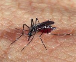 Brasil tem mais de um milhão de casos de dengue este ano