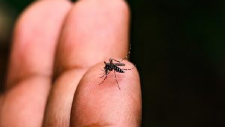 Casos da dengue na Paraíba crescem 150% em 2024; quatro pessoas morreram e nove estão em investigação