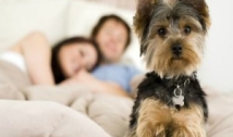 Projeto regulamenta guarda de animal de estimação após fim de casamento ou união estável  