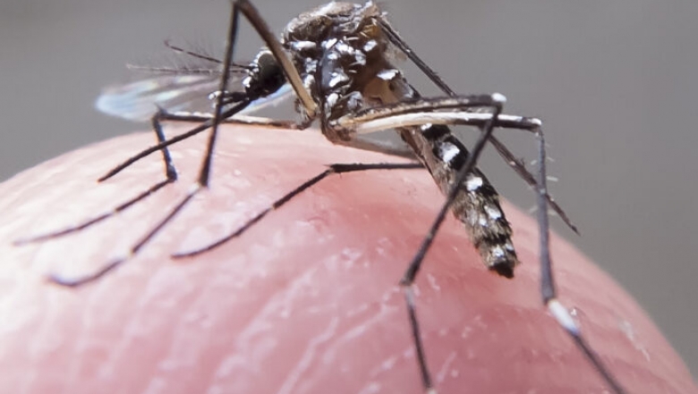 Boletim epidemiológico alerta para risco de surto de dengue na PB