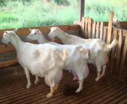 Paraíba é o maior produtor de leite de cabra do país, aponta IBGE