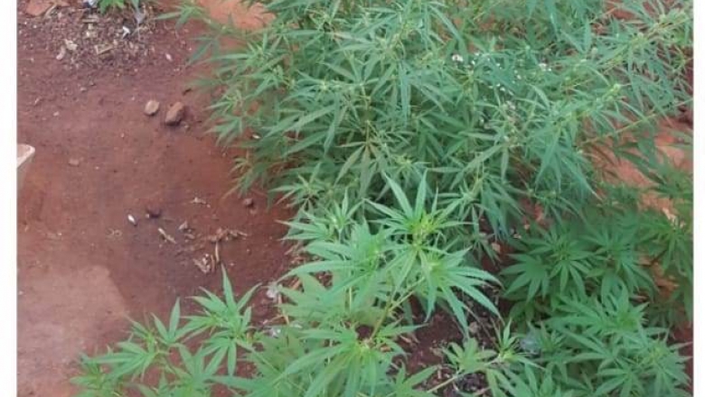 Polícia encontra plantação de maconha no quintal de uma casa no Sertão