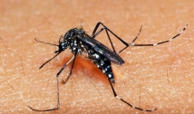 SES realiza mapeamento dos tipos de vírus da dengue em circulação na Paraíba