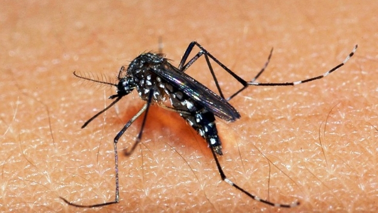 Paraíba registra aumento de casos de dengue em 2019; número de óbitos diminui