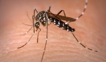 Paraíba: dengue lidera casos de arboviroses; Chikungunya tem aumento de 19%
