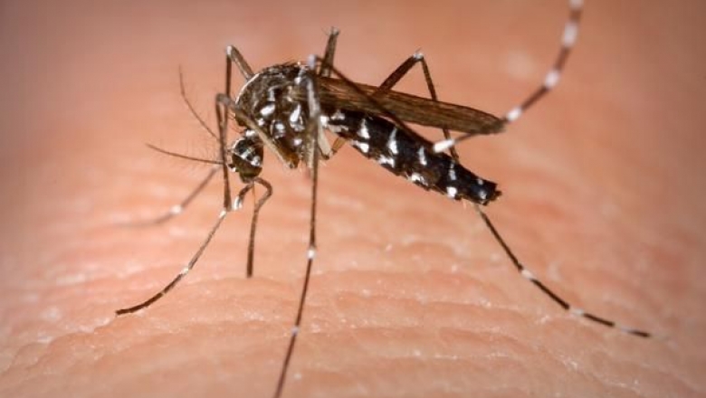 Paraíba: dengue lidera casos de arboviroses; Chikungunya tem aumento de 19%
