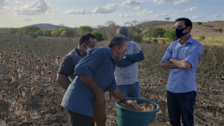 Técnicos do RN conhecem sistema de produção de algodão orgânico da Paraíba