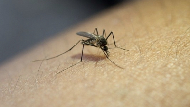 Ter pego dengue aumenta chance de covid sintomática, indica estudo 