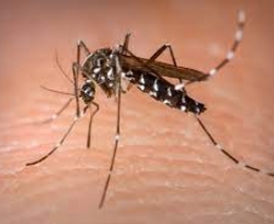 Paraíba apresenta aumento no número de casos prováveis de dengue, chikungunya e zika