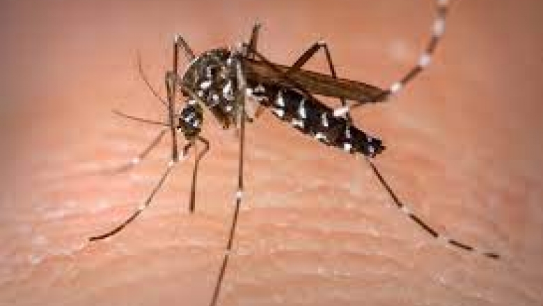 Paraíba apresenta aumento no número de casos prováveis de dengue, chikungunya e zika