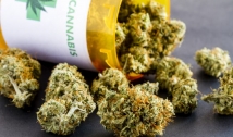 Comissão tenta novamente votar projeto sobre cultivo de Cannabis para fins medicinais  