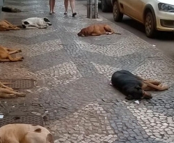 Prefeitura de Patos terá de adotar providências no controle populacional dos animais de rua, decide TJPB