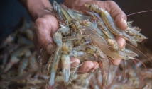 Paraíba é 3° maior produtor de camarão do País
