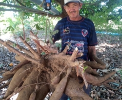 Agricultor de Boa Ventura volta a colher macaxeira gigante: "A primeira tinha 32 quilos, essa tem 42"