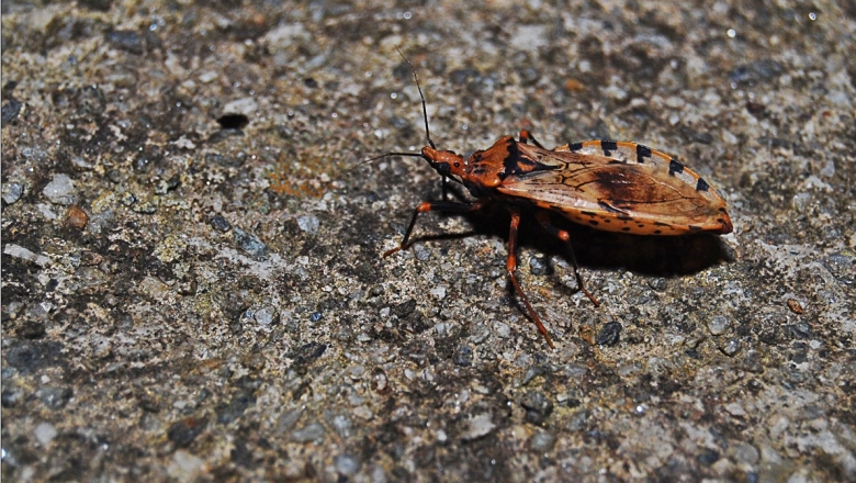 Doença de Chagas: 70% dos que vivem com a doença não sabem