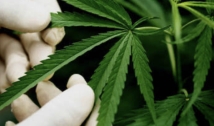 Anvisa proíbe importação de cannabis in natura e partes da planta 
