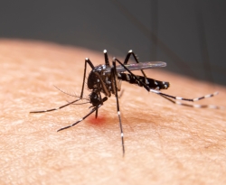 Mosquitos estão nascendo infectados por zika e Chikungunya, indica levantamento
