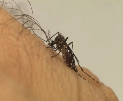 Epidemia de dengue supera a marca de 2 milhões de casos no Brasil