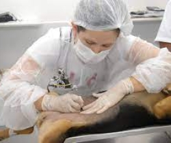 Municípios são convidados a aderirem ao Programa Estadual de Incentivo à Castração e Bem-Estar Animal