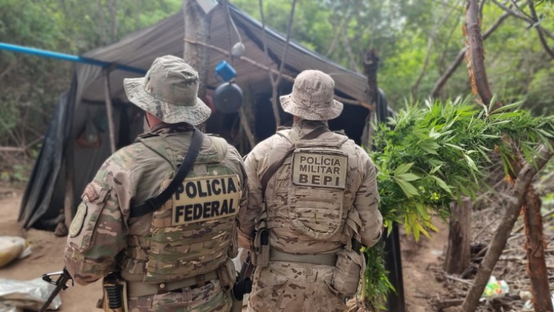 Operação destrói 448 mil pés de maconha em Pernambuco e na Paraíba, diz Polícia Federal