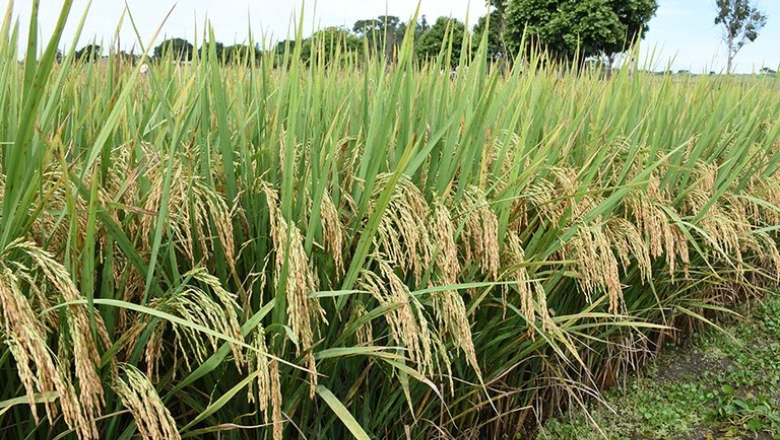 Confederação da Agricultura pede que STF impeça importação de arroz