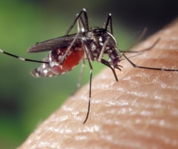 Saúde divulga boletim epidemiológico das arboviroses na PB; oito óbitos foram registrados decorrentes de dengue, sendo um em SJRP