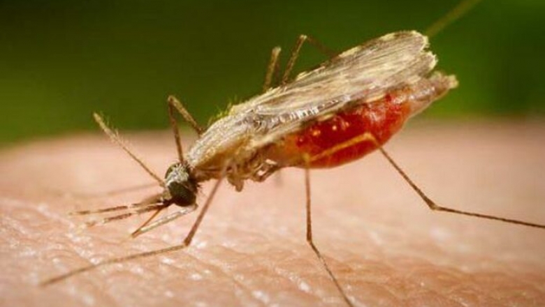 Confirmado 12º caso de malária na Paraíba, diz SES
