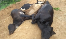 Raio atinge fazenda e mata quatro animais na Zona Rural de Paulista