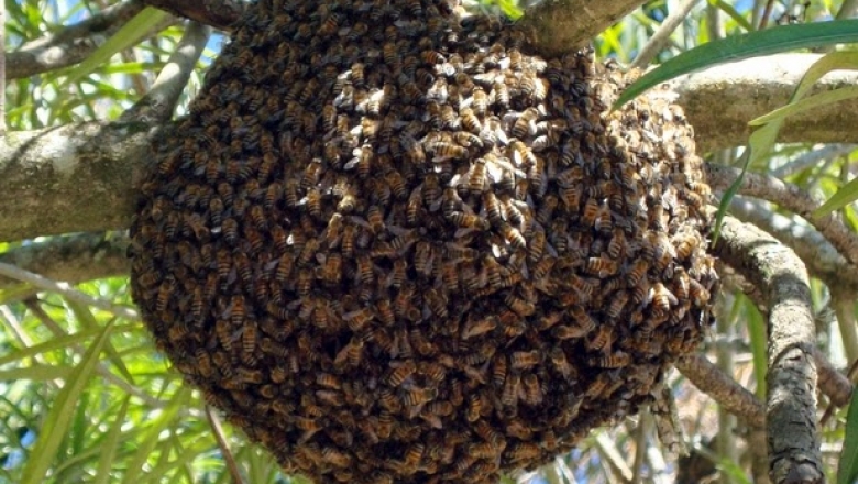 Idoso de 81 anos morre após ser picado por abelhas em Bonito Santa Fé