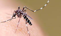 Boletim Epidemiológico registra redução nos casos de dengue, zika e chikungunya em 2019 na PB