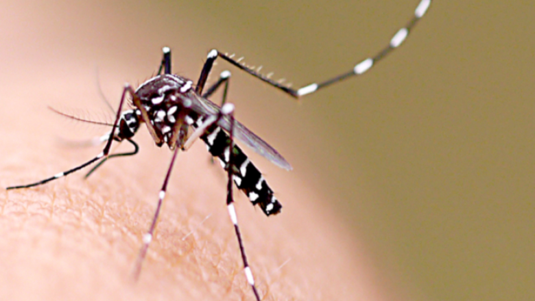 Boletim Epidemiológico registra redução nos casos de dengue, zika e chikungunya em 2019 na PB