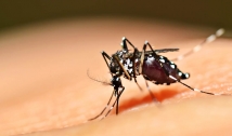 SES realiza semana de mobilização para combater a proliferação do mosquito Aedes aegypti 