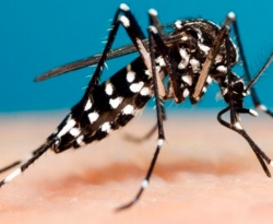 Criança de 5 anos morre vítima de dengue hemorrágica no interior da PB