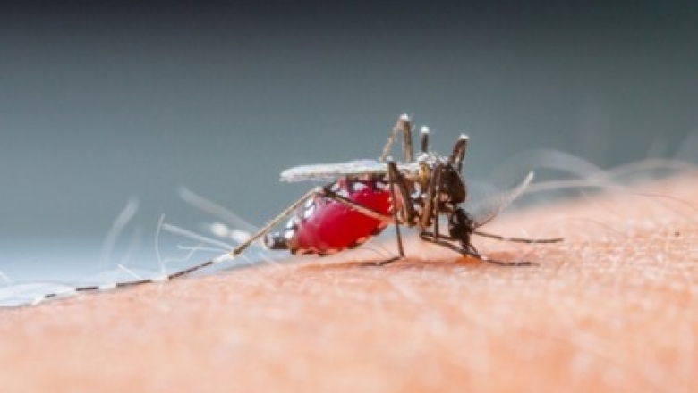 SES confirma quarto caso de malária na Paraíba