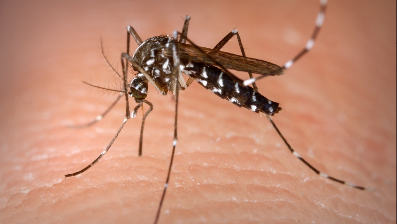 Paraíba tem aumento de 20% dos casos de dengue e infectologista diz que doença pode atingir a mesma pessoa até quatro vezes