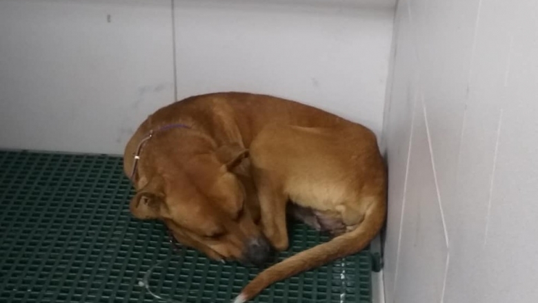 Cão com órgão genital mutilado em Bonito de Santa Fé passa por cirurgia e usa sonda 